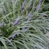Silvery Sunproof Variegated Liriope - Lilyturf - 6 Pack Of 1 Gallon Pots -SHRUBS and BUSHES Shop Liriope Silvery Sunproof 13
