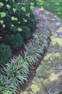 Silvery Sunproof Variegated Liriope - Lilyturf - 6 Pack Of 1 Gallon Pots -SHRUBS and BUSHES Shop Liriope Silvery Sunproof 15