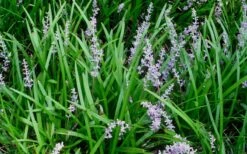 Creeping Lilyturf (Liriope Spicata) - 6 Pack Of Pint Pots -SHRUBS and BUSHES Shop Liriope Spicata 50