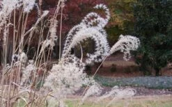 Bandwidth Dwarf Zebra Grass - 1 Gallon Pot -SHRUBS and BUSHES Shop Little Zebra Grass 1 1