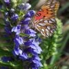 Great Blue Lobelia - 1 Gallon Pot -SHRUBS and BUSHES Shop Lobelia Siphilitica Great Blue 4