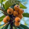 Loquat Tree (Eriobotrya Japonica) - 7 Gallon Pot (6-7') -SHRUBS and BUSHES Shop Loquat 10