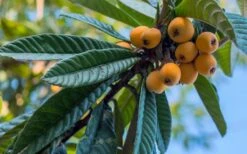 Loquat Tree (Eriobotrya Japonica) - 7 Gallon Pot (6-7') -SHRUBS and BUSHES Shop Loquat 12