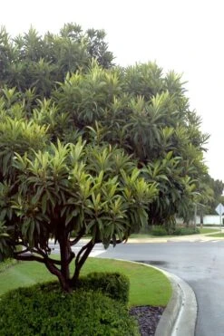 Loquat Tree (Eriobotrya Japonica) - 7 Gallon Pot (6-7') -SHRUBS and BUSHES Shop Loquat Tree 500x750 1