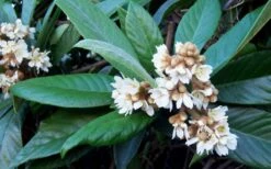 Loquat Tree (Eriobotrya Japonica) - 7 Gallon Pot (6-7') -SHRUBS and BUSHES Shop Loquat Tree Flowers