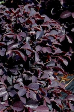 Carolina Midnight Loropetalum - Single Trunk Topiary Tree - 5 Gallon Pot -SHRUBS and BUSHES Shop Loropetalum Carolina Midnight 10 1