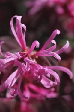 Carolina Midnight Loropetalum - Single Trunk Topiary Tree - 5 Gallon Pot -SHRUBS and BUSHES Shop Loropetalum Carolina Midnight Flower 1