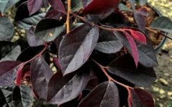 Carolina Midnight Loropetalum - 6 Pack Of 1 Gallon Pots 13 Carolina Midnight Loropetalum - 6 Pack Of 1 Gallon Pots -SHRUBS and BUSHES Shop Loropetalum Carolina Midnight Leaves