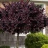 Carolina Midnight Loropetalum - Single Trunk Topiary Tree - 5 Gallon Pot -SHRUBS and BUSHES Shop Loropetalum Carolina Midnight Single Trunk Tree 2