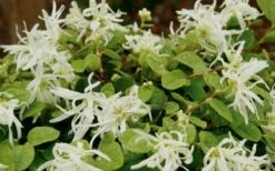 Emerald Snow Loropetalum (Chinese Fringeflower) - 2 Gallon Pot -SHRUBS and BUSHES Shop Loropetalum Emerald Snow 1