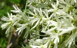 Emerald Snow Loropetalum (Chinese Fringeflower) - 2 Gallon Pot -SHRUBS and BUSHES Shop Loropetalum Emerald Snow 21