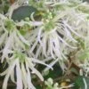 Emerald Snow Loropetalum (Chinese Fringeflower) - 1 Gallon Pot -SHRUBS and BUSHES Shop Loropetalum Emerald Snow 500x750 2
