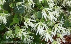 Emerald Snow Loropetalum (Chinese Fringeflower) - 2 Gallon Pot -SHRUBS and BUSHES Shop Loropetalum Emerald Snow 51