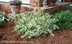 Emerald Snow Loropetalum (Chinese Fringeflower) - 2 Gallon Pot -SHRUBS and BUSHES Shop Loropetalum Emerald Snow 53