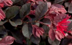 Purple Daydream Dwarf Loropetalum - 3 Gallon Pot -SHRUBS and BUSHES Shop Loropetalum Purple Daydream 2 1