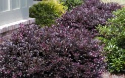 Purple Daydream Dwarf Loropetalum - 1 Gallon Pot -SHRUBS and BUSHES Shop Loropetalum Purple Daydream 20