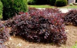 Purple Daydream Dwarf Loropetalum - 3 Gallon Pot -SHRUBS and BUSHES Shop Loropetalum Purple Daydream 4 1