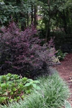 Purple Diamond Loropetalum - 1 Gallon Pot 10 Purple Diamond Loropetalum - 1 Gallon Pot -SHRUBS and BUSHES Shop Loropetalum Purple Diamond 20 2