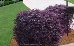 Purple Diamond Loropetalum - 3 Gallon Pot 11 Purple Diamond Loropetalum - 3 Gallon Pot -SHRUBS and BUSHES Shop Loropetalum Purple Diamond 21