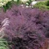 Purple Diamond Loropetalum - 2.5 Quart Pot -SHRUBS and BUSHES Shop Loropetalum Purple Diamond 500x750 2