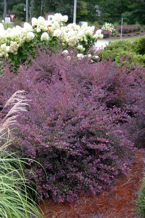 Purple Diamond Loropetalum - 1 Gallon Pot 3 Purple Diamond Loropetalum - 1 Gallon Pot