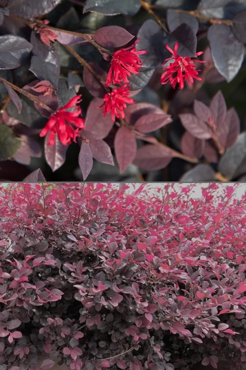Red Diamond Loropetalum - 7 Gallon Pot 7 Red Diamond Loropetalum - 7 Gallon Pot - Image 5