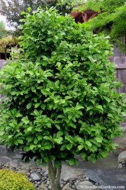 Ann Magnolia Tulip Tree - 5 Gallon Pot -SHRUBS and BUSHES Shop Magnolia Ann 112 2