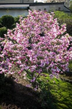 Betty Magnolia Tulip Tree - 1 Gallon Pot -SHRUBS and BUSHES Shop Magnolia Betty 7