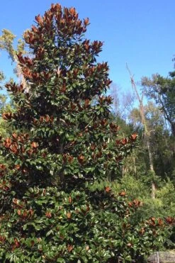 Brackens Brown Beauty Magnolia - 7 Gallon Pot (4-5') -SHRUBS and BUSHES Shop Magnolia Bracken Brown Beauty 500x750 6
