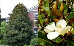 Brackens Brown Beauty Magnolia - 7 Gallon Pot (3-4') -SHRUBS and BUSHES Shop Magnolia Brackens Brown Beauty 1 2