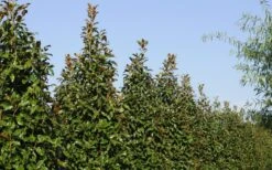 Brackens Brown Beauty Magnolia - 3 Gallon Pot 15 Brackens Brown Beauty Magnolia - 3 Gallon Pot -SHRUBS and BUSHES Shop Magnolia Brackens Brown Beauty 6