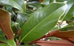 Brackens Brown Beauty Magnolia - 7 Gallon Pot (5-6') -SHRUBS and BUSHES Shop Magnolia Brackens Brown Beauty Leaves 1