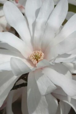 Centennial Star Magnolia - 3 Gallon Pot -SHRUBS and BUSHES Shop Magnolia Centennial 11 1