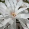 Centennial Star Magnolia - 3 Gallon Pot -SHRUBS and BUSHES Shop Magnolia Centennial 12 1