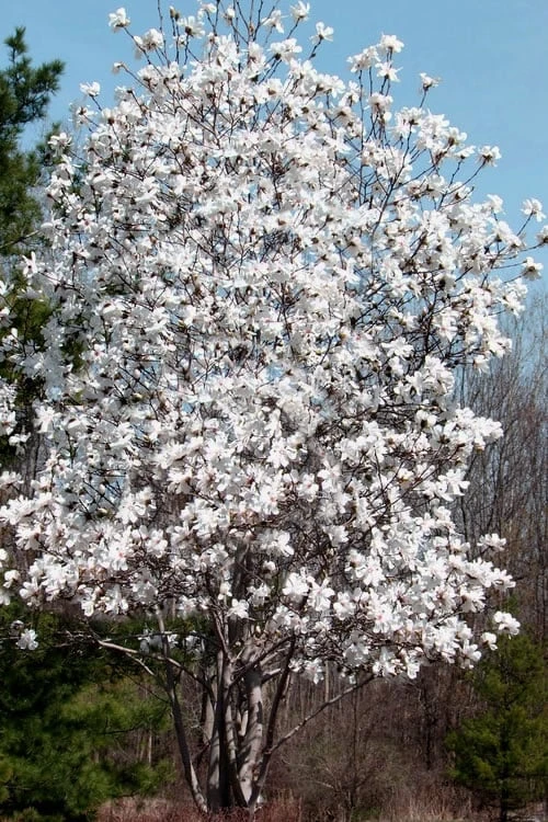 Centennial Star Magnolia - 1 Gallon Pot 6 Centennial Star Magnolia - 1 Gallon Pot - Image 4