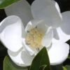 Claudia Wannamaker Southern Magnolia - 5 Gallon Pot 1 Claudia Wannamaker Southern Magnolia - 5 Gallon Pot -SHRUBS and BUSHES Shop Magnolia Claudia Wannamaker 1 2