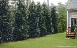 Claudia Wannamaker Southern Magnolia - 7 Gallon Pot (5-6') 12 Claudia Wannamaker Southern Magnolia - 7 Gallon Pot (5-6') -SHRUBS and BUSHES Shop Magnolia Claudia Wannamaker 2