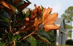 Claudia Wannamaker Southern Magnolia - 3 Gallon Pot -SHRUBS and BUSHES Shop Magnolia Claudia Wannamaker 3 1