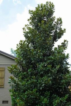 Claudia Wannamaker Southern Magnolia - 7 Gallon Pot (5-6') 11 Claudia Wannamaker Southern Magnolia - 7 Gallon Pot (5-6') -SHRUBS and BUSHES Shop Magnolia Claudia Wannamaker 4