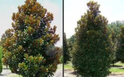 D. D. Blanchard Southern Magnolia - 1 Gallon Pot -SHRUBS and BUSHES Shop Magnolia DD Blanchard 1