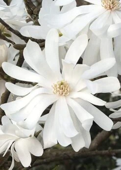 Royal Star Magnolia - 2 Gallon Pot -SHRUBS and BUSHES Shop Magnolia Royal Star 10 1