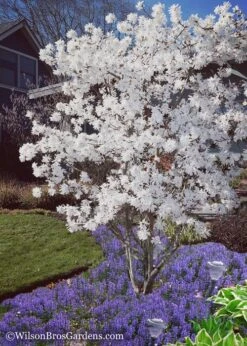 Royal Star Magnolia - 2 Gallon Pot -SHRUBS and BUSHES Shop Magnolia Royal Star 12 1