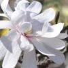 Royal Star Magnolia - 2 Gallon Pot 2 Royal Star Magnolia - 2 Gallon Pot -SHRUBS and BUSHES Shop Magnolia Royal Star 13 1