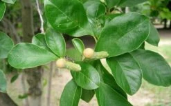 Waterlily Star Magnolia Tree - 3 Gallon Pot -SHRUBS and BUSHES Shop Magnolia Star Waterlily 2