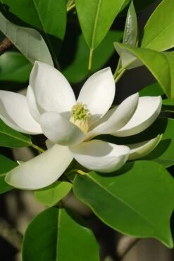 Southern Sweetbay Swamp Magnolia (M.v.australis) - 5 Gallon Pot -SHRUBS and BUSHES Shop Magnolia Sweet Bay 10