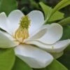 Southern Sweetbay Swamp Magnolia (M.v.australis) - 5 Gallon Pot -SHRUBS and BUSHES Shop Magnolia Sweet Bay 101