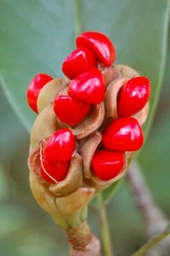 Southern Sweetbay Swamp Magnolia (M.v.australis) - 5 Gallon Pot -SHRUBS and BUSHES Shop Magnolia Sweet Bay 14