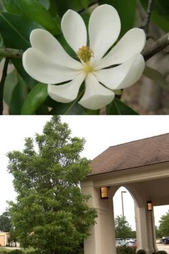 Southern Sweetbay Swamp Magnolia (M.v.australis) - 5 Gallon Pot -SHRUBS and BUSHES Shop Magnolia Sweetbay 2 500x750 1