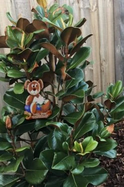 Teddy Bear Dwarf Southern Magnolia - 7 Gallon Pot (3-4') 13 Teddy Bear Dwarf Southern Magnolia - 7 Gallon Pot (3-4') -SHRUBS and BUSHES Shop Magnolia Teddy Bear 4
