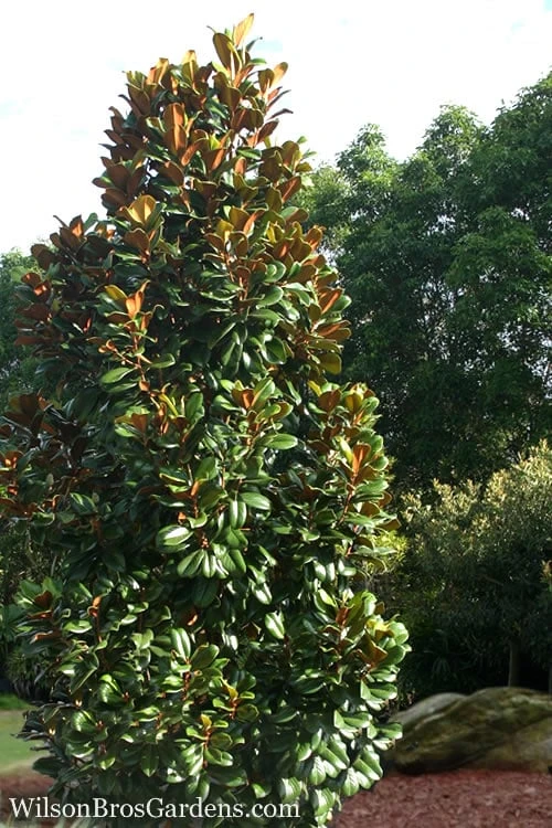 Teddy Bear Dwarf Southern Magnolia - 7 Gallon Pot (3-4') 5 Teddy Bear Dwarf Southern Magnolia - 7 Gallon Pot (3-4') - Image 3